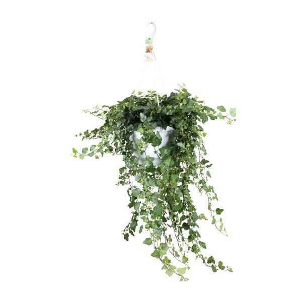 Image of Efeu Hedera helix Wonder Green Zimmerpflanze Ø24cm ↕80cm – pflegeleichte Grünpflanze für Wohnzimmer, Büro & helle Standorte kaufen-0