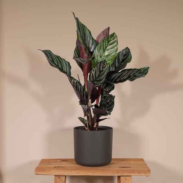Image of Korbmarante Calathea Ornata – Zimmerpflanze Ø14cm ca. 50cm hoch – Exotische Blattzeichnung – Pflegeleichte Zimmerpflanze für Zuhause & Büro