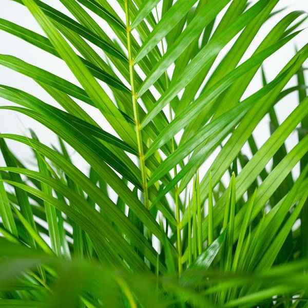 Image of Areca – Palme – Betelpalme Dypsis lutescens – Ø24cm – 130cm Höhe – Luftreinigende Goldfruchtpalme – Tropische Zimmerpflanze für gesundes Raumklima