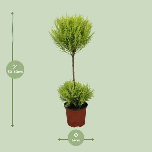 Image of Zimmerzypresse – Cupressus Goldcrest Wilma – Ø14cm – ↕60cm – immergrüne Zierpflanze für Innen & Außen – pflegeleichte Kübelpflanze mit frischem Duft-1