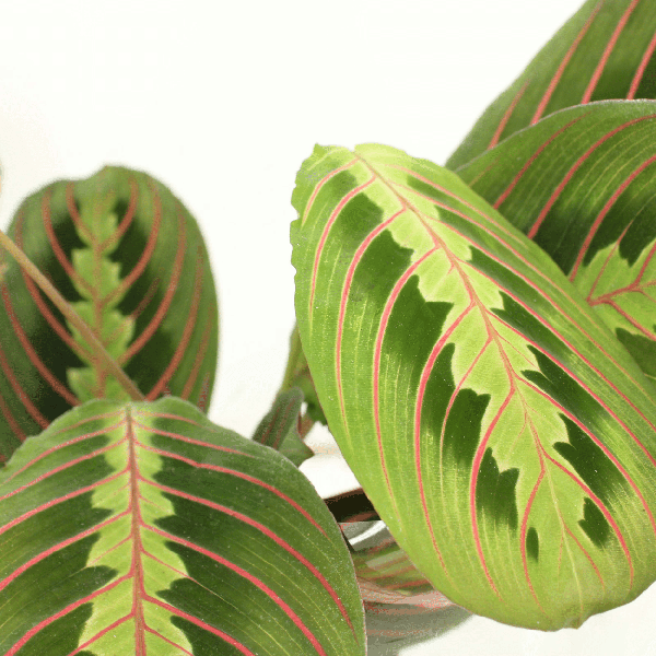 Image of Pfeilwurz – Maranta Fascinator – Gebetspflanze – Ø12cm – ca. 20cm hoch – 2 Pflanzen – exotische Zimmerpflanze mit dekorativen Blättern-2