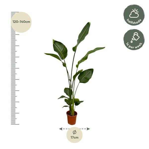 Image of Strelitzia Nicolai – Baum-Strelitzie – 2 Pflanzen – Zimmerpflanzen ca. 130cm – ø17cm – Weißer Paradiesvogel – Tropische XL-Grünpflanzen für Wohnzimmer, Büro & Wintergarten-2