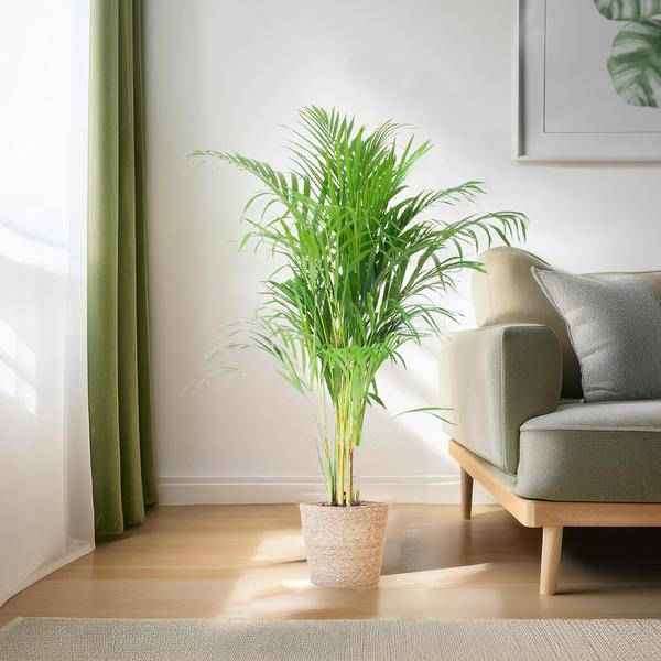 Image of Areca – Palme Dypsis Goldfruchtpalme – Zimmerpflanze ↕100cm Ø21cm – Mit Natur – Korb Sofia Seegras Beige-2