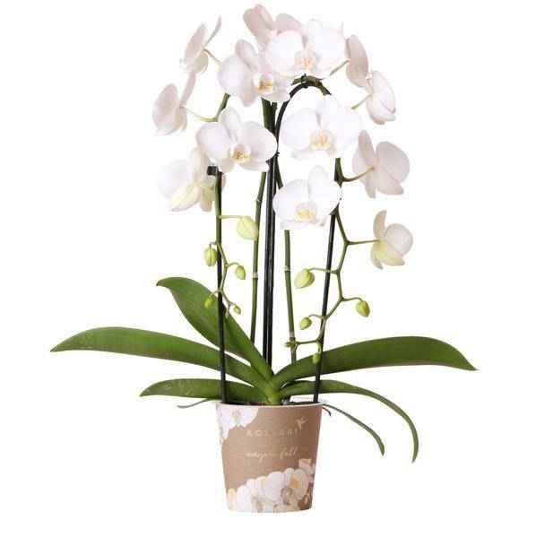 Image of Phalaenopsis Orchidee Weiß Niagara Fall Zimmerpflanze Ø12cm ↕60cm – blühende Orchidee für Wohnzimmer, Büro & helle Standorte kaufen