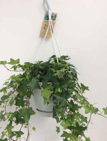 Image of Hedera Helix Grün – Gemeiner Efeu – Zimmerpflanze im Hängetopf – Ø17cm – immergrüne Hänge – und Kletterpflanze für Innen – & Außenbereich