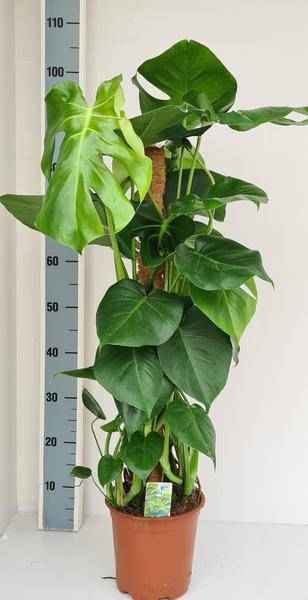 Image of Monstera deliciosa – Fensterblatt Zimmerpflanze mit Moos – Stock – Tropische Kletterpflanze für Innenräume-0