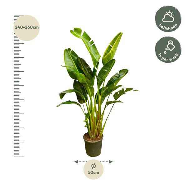 Image of Baum – Strelitzie – Strelitzia Augusta mehrstämmig XXL – 250cm – Ø50cm – Weißer Paradiesvogel