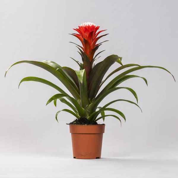 Image of Bromelie Guzmania Hope Zimmerpflanze Ø12cm ↕40cm – pflegeleichte Grünpflanze für Wohnzimmer, Büro & helle Standorte kaufen-0