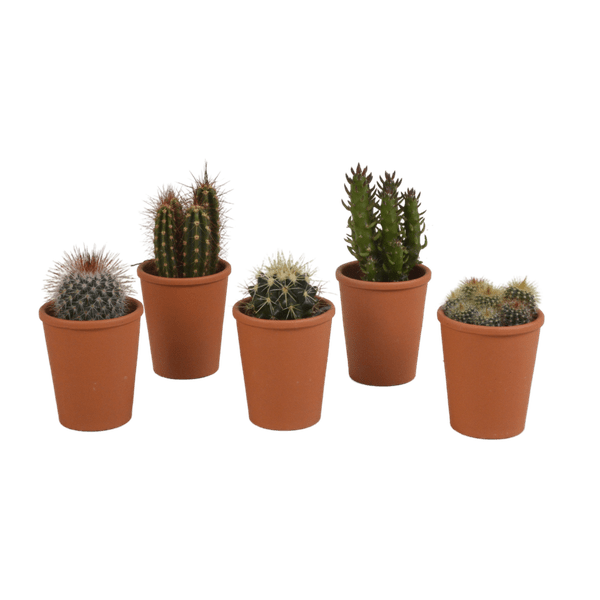 Image of Sukkulenten & Kakteen Mix 5 Pflanzen Ø5,5cm – pflegeleichtes Pflanzen Set für Urban Jungle, Fensterbank, Wohnzimmer & Büro-0