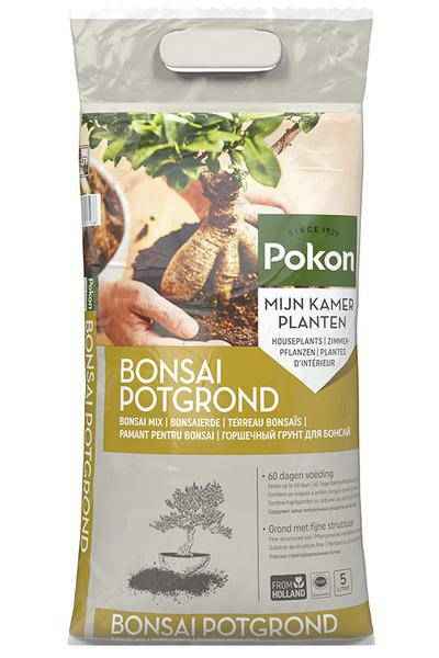 Image of Bonsai Erde Zimmerpflanze – pflegeleichte Grünpflanze für Wohnzimmer, Büro & helle Standorte kaufen-0