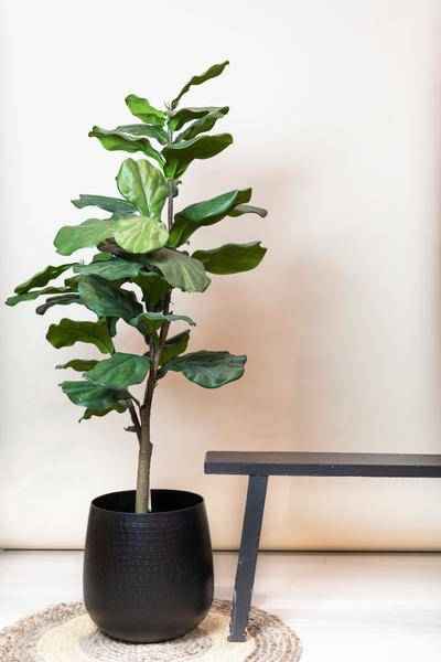 Image of Kunstpflanze Ficus Lyrata – Geigen – Feige – 120cm – künstliche Pflanze mit realistischen Blättern – Deko-Pflanze für Zimmer & Büro – pflegefrei-1