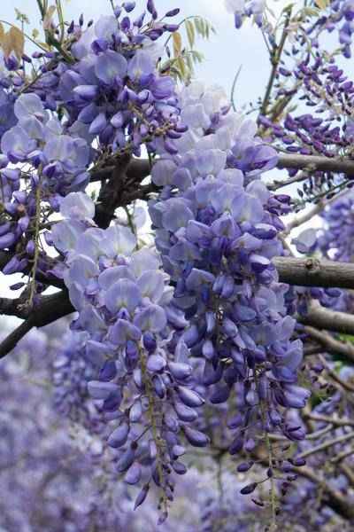 Image of Chinesischer Blauregen Wisteria sinensis 'Prolific' Gartenpflanze Ø15cm ↕65cm – winterharte Pflanze für Garten, Balkon, Terrasse, Kübel & Beet-0