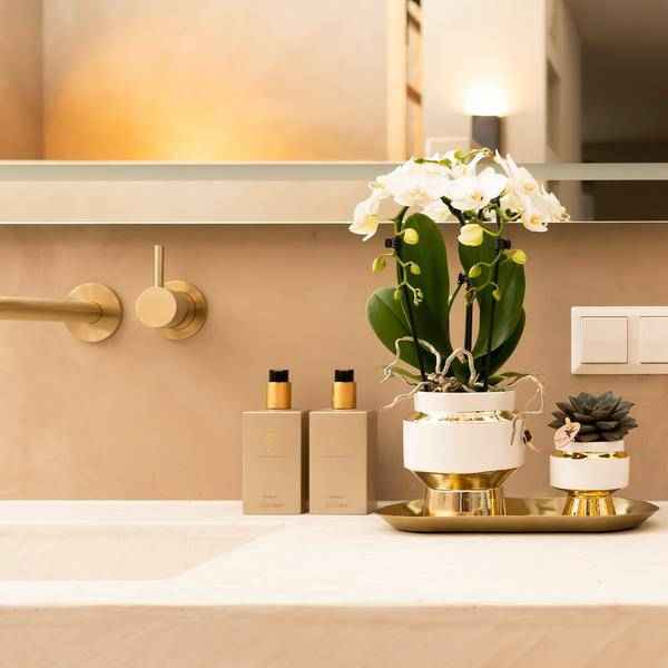 Image of Pflanzenset – Weiße Orchidee & Sukkulente im goldenen Deko – Set – Inklusive Le Chic Ziertöpfen & Tablett – Elegante Zimmerpflanzen – Kombi