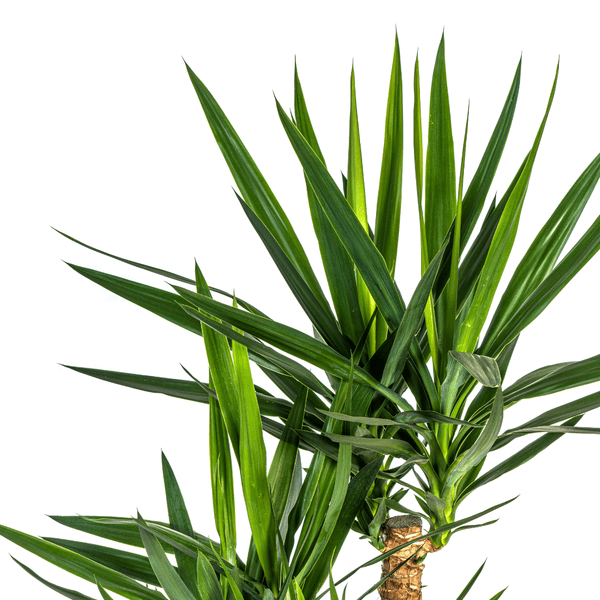 Image of Riesen – Palmlilie – Yucca Elephantipes – Zimmerpflanze – Ø24cm – ↕90-100cm – Pflegeleicht & robust – Luftreinigend-3