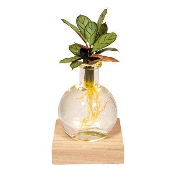 Image of Calathea Hydroponie – Mischung im Samoa Glas mit LED Beleuchtung Zimmerpflanze Ø12cm ↕10cm – pflegeleichte Grünpflanze für Wohnzimmer, Büro