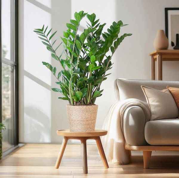 Image of Zamioculcas Zamiifolia 80cm – Glücksfeder Zimmerpflanze Ø21cm – robuste & pflegeleichte Pflanze für Zuhause & Büro – inkl. handgeflochtenem Seegras