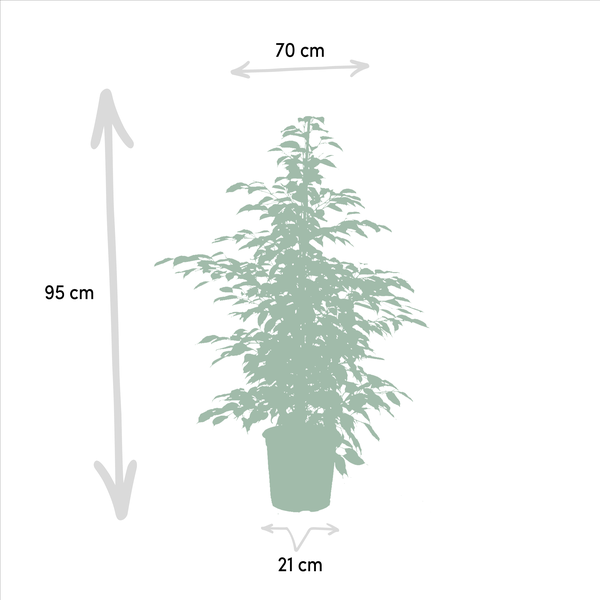 Image of Pflanzenset Ficus Benjamina Danielle + Twilight + Microcarpa Moclame – Zimmerpflanzen – je Ø21cm – ca. 95cm Höhe – Luftreinigende grüne Schönheiten für helle Innenräume-4