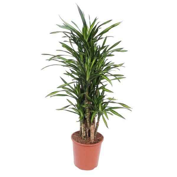 Image of Drachenbaum Dracaena Riki – 140cm hoch – Ø30cm – Elegante Zimmerpflanze mit schmalem dunkelgrünem Blattwerk – pflegeleicht – für Zimmer & Büro