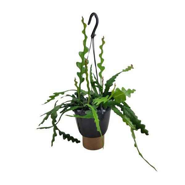 Image of Sägeblattkaktus Epiphyllum Anguliger Zimmerpflanze Ø14cm ↕35cm – pflegeleichte Sukkulente für Wohnzimmer, Büro & helle Standorte kaufen
