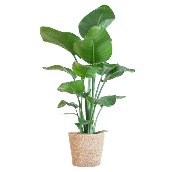 Image of Strelitzia Nicolai – Paradiesvogelpflanze – Zimmerpflanze – 80cm hoch – Ø21cm – inkl. Naturkorb – dekorativ, pflegeleicht, tropisches Flair-0