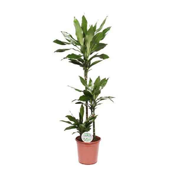 Image of Drachenbaum – Dracaena Janet Lind – Zimmerpflanze – Ø24cm – ↕130cm – Pflegeleichte Grünpflanze für Zuhause & Büro-0