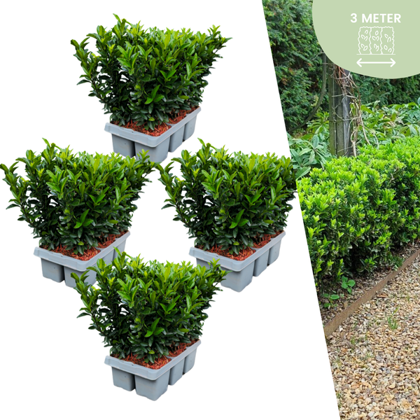 Image of Euonymus Green Spire – Japanischer Spindelstrauch – 24 Pflanzen – Ø7cm – ↕15cm – Immergrüne Heckenpflanzen – Buchsbaum Ersatz