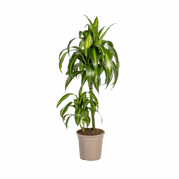 Image of Dracaena Deremensis Hawaiian Sunshine – Drachenbaum – Ø19cm – ↕70-90cm – Tropische Zimmerpflanze mit zweifarbigen Blättern-0