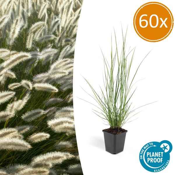 Image of Lampenputzergras Pennisetum alopecuroides 'Hameln' – 60 Pflanzen – Ziergras – Elegantes Gartenhighlight – Cremefarbene Blüten – Pflegeleicht-1
