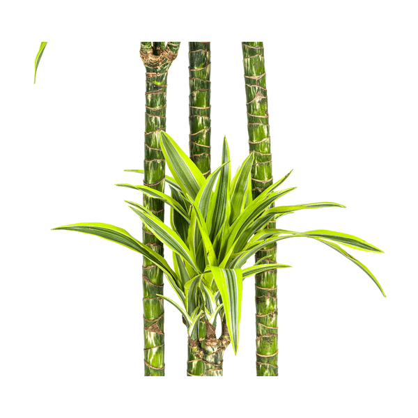 Image of Drachenbaum Dracaena Deremensis Lemon Lime Zimmerpflanze Ø27cm ↕180cm – pflegeleichte Grünpflanze für Wohnzimmer, Büro & helle Standorte kaufen