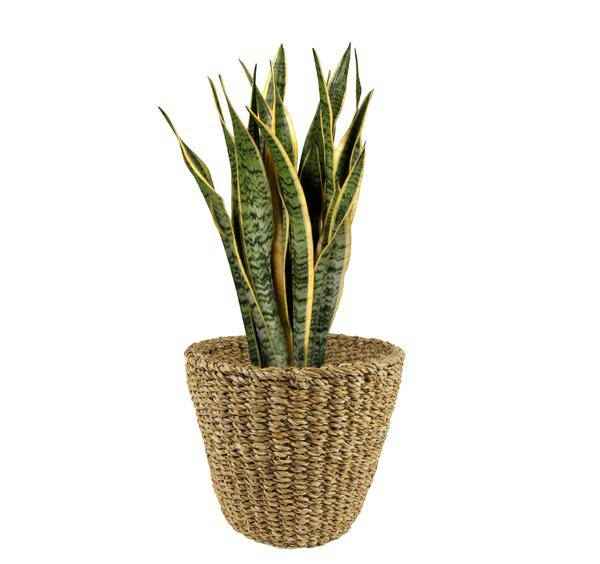 Image of Blumentopf Braun Korb ↕25cm – moderner Pflanztopf für Zimmerpflanzen, Sukkulenten, Kakteen & Kräuter-1