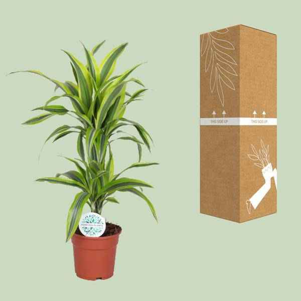 Image of Drachenbaum Dracaena Lemon Lime – Zimmerpflanze – Ø17cm ↕65cm – Gelb-grün gestreifte Blätter – Luftreinigend & Pflegeleicht