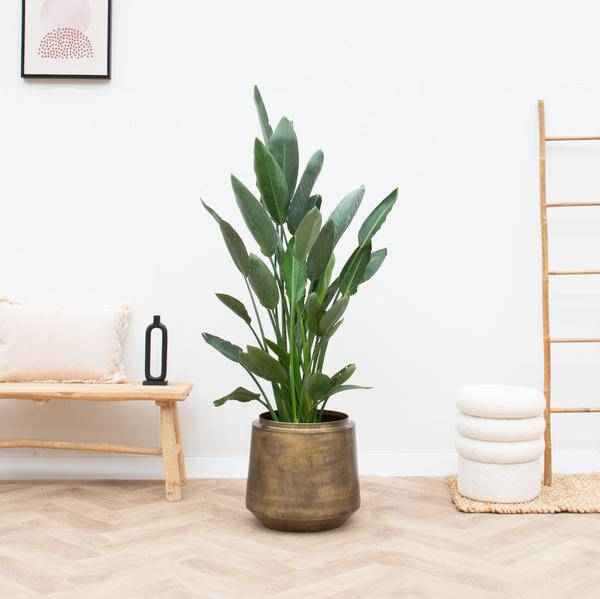 Image of Pflanztopf Indigo Vintage Gold – D33cm x H31cm – Blumentopf im Antik – Look – Eleganter Pflanzkübel mit Wasserablauf