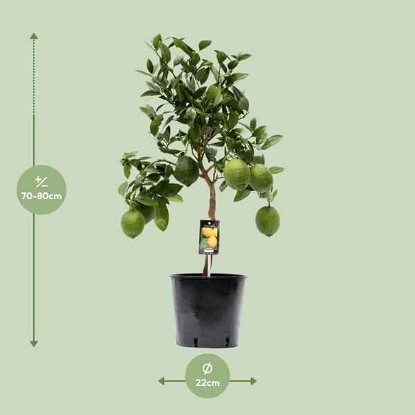 Image of Zitronenbaum – Zitruspflanze – Zitrone – Ø22cm – 80cm hoch-1