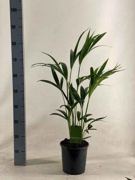 Image of Kentiapalme – Howea Forsteriana – Zimmerpflanze – Ø19cm – ↕90cm – Elegante, pflegeleichte Palme für stilvolle Wohnräume-0