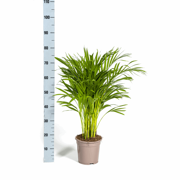 Image of Dypsis Areca Lutescens – Goldfruchtpalme – Zimmerpflanze Ø19cm ↕80-100cm – Federartige Blätter – Tropisches Flair – Pflegeleicht-4