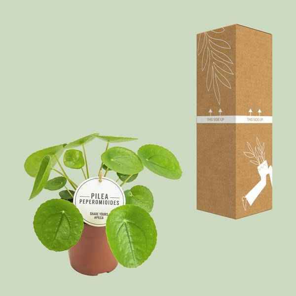 Image of Chinesischer Geldbaum Pilea Peperomioides Zimmerpflanze Ø13cm ↕20cm – pflegeleichte Grünpflanze für Wohnzimmer, Büro & helle Standorte kaufen