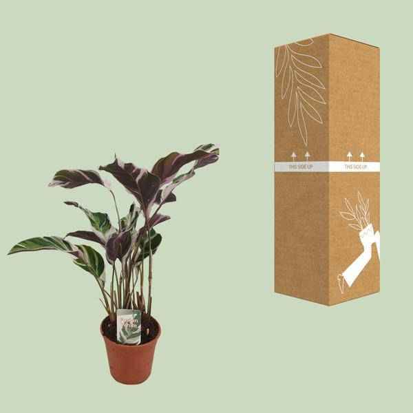 Image of Calathea Fusion White Zimmerpflanze Ø14cm ↕40cm – pflegeleichte Grünpflanze für Wohnzimmer, Büro & helle Standorte kaufen-2