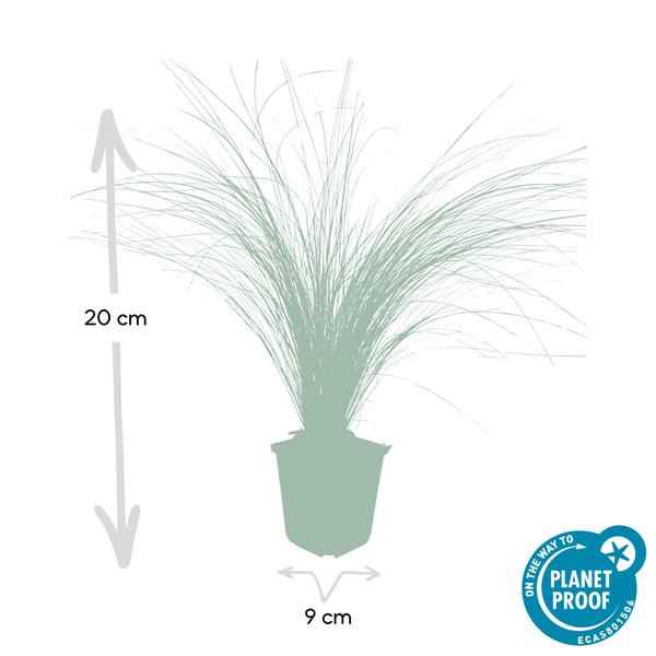 Image of Federgras Stipa tenuissima 'Pferdeschwänze' – ↕10-25cm – Ø9cm – 60 Pflanzen – Luftiges, graziles Ziergras – Blüte Mai – September