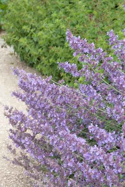 Image of Nepeta 'Walker's Low' – 60 Pflanzen – Katzenminze – Lavendelblaue Blüten – Bienen – & Schmetterlingsfreundlich – Pflegeleicht & Winterhart