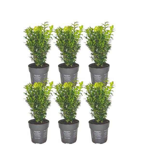 Image of Buchsbaum – Buxus Sempervirens – immergrüne Heckenpflanze – 6 Pflanzen – Gesamt 1m Länge – Ø12cm – 20cm hoch – pflegeleichte Gartenpflanze-0