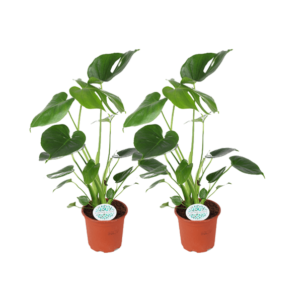 Image of Monstera Deliciosa – Köstliches Fensterblatt – 2 Pflanzen – Zimmerpflanze – Ø14cm – ↕45cm – Tropisches Grün für Wohnzimmer Büro Schlafzimmer-0