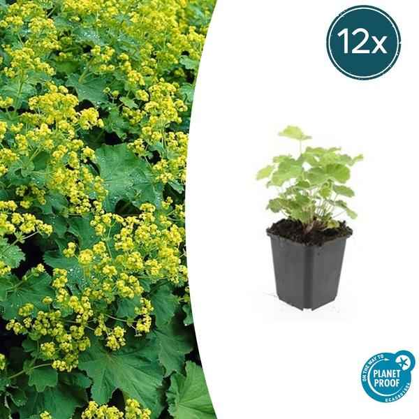 Image of Weicher Frauenmantel Alchemilla mollis – ↕10-25cm – Ø9cm – 12 Pflanzen – Bodendecker & Staude für Beete, schattige Plätze & Garten