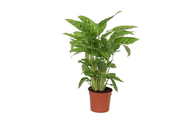Image of Calathea Leopardina – Leoparden – Korbmarante – Zimmerpflanze – Ø12cm – Höhe ca. 35cm – Exotische Blattschmuckpflanze – Für Wohnzimmer, Bad & Büro-0