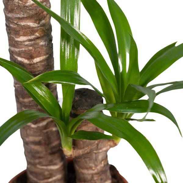Image of Palmlilie Yucca Elephantipes Zimmerpflanze Ø17cm ↕85cm – pflegeleichte Grünpflanze für Wohnzimmer, Büro & helle Standorte kaufen-1