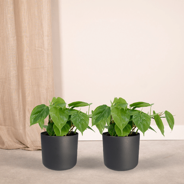 Image of Baumfreund Philodendron Scandens Zimmerpflanze Ø12cm ↕5cm – pflegeleichte Grünpflanze für Wohnzimmer, Büro & helle Standorte kaufen-1