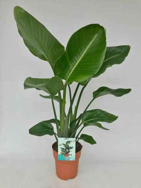 Image of Baum – Strelitzie – Strelitzia Nicolai – Weißer Paradiesvogel – Zimmerpflanze – Ø19cm – 95cm hoch – exotische tropische Pflanze-0