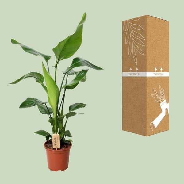 Image of Baum – Strelitzie Strelitzia Nicolai Zimmerpflanze Ø19cm ↕90cm – tropische Grünpflanze für Wohnzimmer, Büro & helle Standorte kaufen