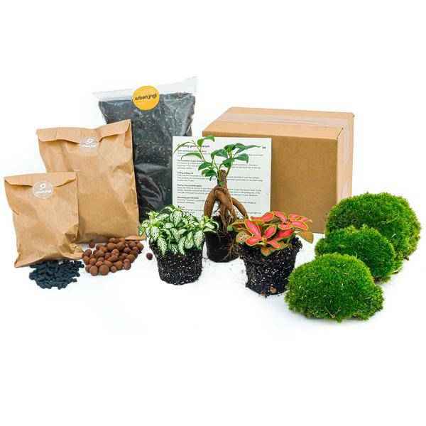 Image of Flaschengarten Ficus Ginseng Bonsai – pflegeleichter Flaschengarten im Glas, Pflanzen Terrarium für Wohnzimmer & Büro-0