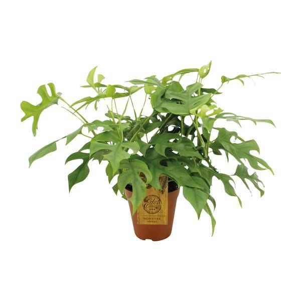 Image of Fensterblatt Monstera Minima – Zimmerpflanze – Ø15cm – 40cm hoch – Halbschatten – Pflegeleicht – Gefensterte Blätter-0