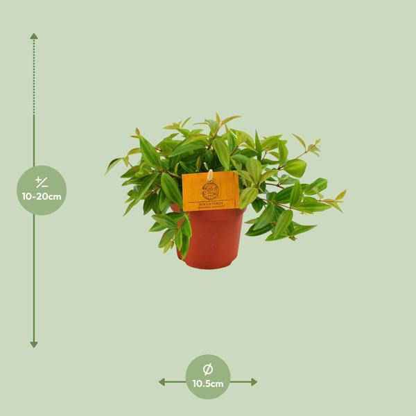 Image of Peperomia 'Angulata Rocca Vivace' – Zwergpfeffer Zimmerpflanze – Ø11cm – ca. 15cm hoch – Pflegeleichte Blattschmuckpflanze für schattige Innenräume – Kompakt & dekorativ-1